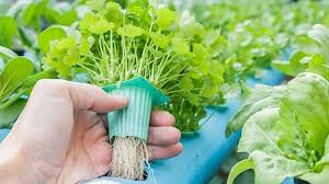 Beberapa jenis tanaman yang dapat dipakai yakni java moss, hygrophila difformis, amazon sword, lilaeopsis dan masih banyak lagi tanaman tanaman lainya yang dapat digunakan. Cara Budidaya Tanaman Hidroponik Ulasannya Ada Di Sini