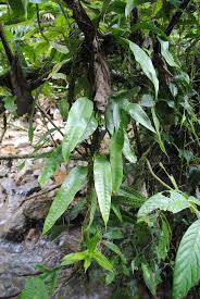 Image result for Microsorum scolopendria