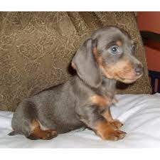 Did you know that drla has a sister recue in utah? Dachshunds N Doxies Com Dachshund Breeder In Cocoa Florida