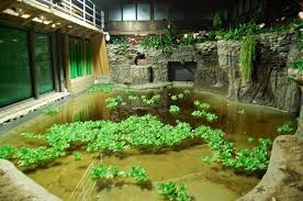 Croc Pool Toledo Zoo Reptile House Reptile Habitat Reptile Room