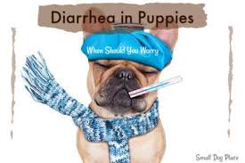 Ask your vet for a sheet on what to do for diarrhea. Puppy Diarrhea Should You Be Concerned