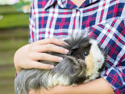 All of coupon codes are verified and tested today! Levittown Small Animal Veterinarian Hamster Vet