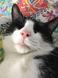 Pin By Lourdes Dieguez On Cats Friends Time Accesories For Cats Cute Cats And Dogs Cat Birth Cute Cat Breeds