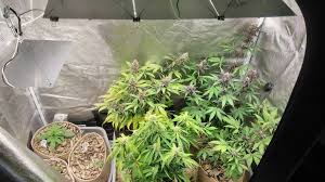 We did not find results for: Hlg 65 Quantum Grasscity Forums The 1 Marijuana Community Online