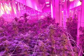 Check spelling or type a new query. Us Ca 1 7g Watt Yields With 100 Led Lit Flowering Room
