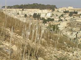 Image result for Dipcadi longifolium