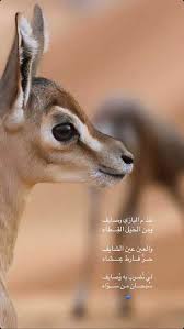 pin by الميم on ꨄ girly images beautiful arabic words fun quotes funny
