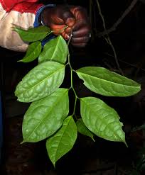 Image result for Leptaulus