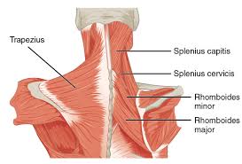 Stockbyte / getty images anatomical study of the skull is a worthwhile component of your figure drawing study. File 1117 Muscles Of The Neck Upper Back Png Wikimedia Commons