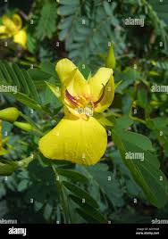 Image result for Chamaecrista grantii