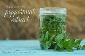 Mint Extract Recipe The Prairie Homestead Recipe Mint Extract Peppermint Extract Recipes Mint