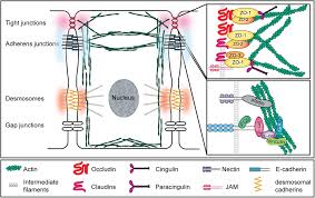 Types of animal cell junctions. The Role Of Apical Cell Cell Junctions And Associated Cytoskeleton In Mechanotransduction Sluysmans 2017 Biology Of The Cell Wiley Online Library