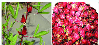 Another of sa's favourite gardeners, jj van rensburg is an equally big fan of rooibos. Mesta Plant With Leaf Flower And Fruits Download Scientific Diagram