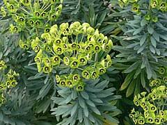 Image result for Euphorbia distinctissima