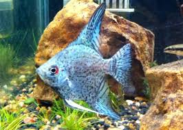 Pterophyllum Scalare Angelfish Angel Fish Aquarium Fish Fish