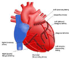 So as a final step we divide by 2, for the final formula: The Coronary Artery Network Of The Heart Download Scientific Diagram