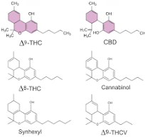 Cannabidivarin - an overview | ScienceDirect Topics