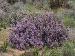 Image result for Felicia filifolia