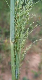Image result for Panicum maximum