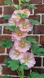 The seed germinates and a rosette of oval or slightly lobed leaves forms. Hollyhock The Dust On The Leaves And Petals Is Pollen Susan Rushton Flickr Hollyhocks Flowers Beautiful Flowers Pretty Flowers