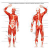 Blank eye anatomy diagram periodic diagr. 1