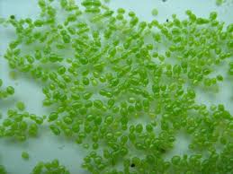 Image result for Wolffia arrhiza