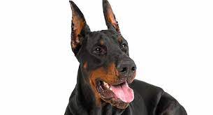 Jan 22, 2010 · especially uncropped ears the doberman's ears should be cleaned and inspected regularly. Doberman Ear Cropping Why It S Done And Should We Avoid It