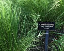 Image result for Melinis tenuissima