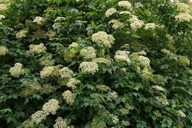 Auch die frage ist, wann blüht die heide in der senne?. Sambucus Nigra Samen Holunder