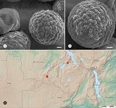 Image result for Zonotriche