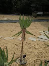 Image result for Aloe excelsa