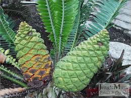 Image result for Encephalartos schmitzii