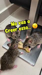 Repelente Casero Ratones e Insectos con Plátano y Bicarbonato | TikTok