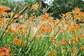 Zarte gartenlilien für die dekorationlandparzellen und städtische blumenbeete. Orange Lilie Blumen Lilien Im Garten Im Freien Wandsticker Blutenblatter Pollen Duftenden Myloview De