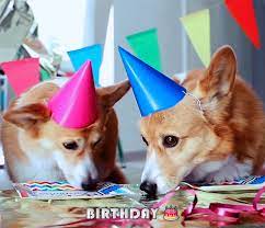 We did not find results for: Bonus Four Five Seasons Topi The Corgi Happy
