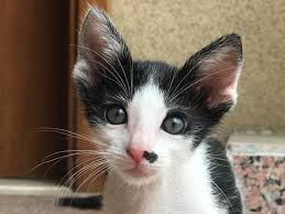 There are millions of cats and kittens that need homes and millions more that are usually, neutering a tom will curb its desire to roam, although cats are a little different than dogs and wander. Want To Get A Pet In Your New Home This Is What You Need To Know Living Housing Gulf News