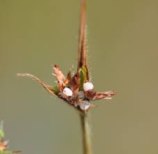 Image result for Scleria sp.no.1