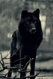 Pin By Beatriz Reis On Animaux In 2020 Wolf Hybrid Black Wolf Wolf Dog