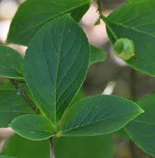 We did not find results for: Ufei Selectree A Tree Selection Guide