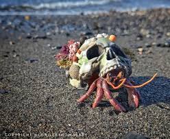 images?q=tbn:ANd9GcRoKoHNl6wZMrKpY7mnAa3bcTUQH_SESHEzgQ&s