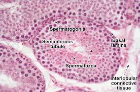 Seminiferous tubules are made up of columnar sertoli cells surrounded by spermatogenic cells on the epithelial interior and stem cells exteriorly. Cavia Sp Guinea Pig Testicle Seminiferous Tubule Transverse Section 250x Cavia Sp Guinea Pig Mammals Reproductive System Other Systems Comparative Anatomy Of Vertebrates Animal Histology Photos