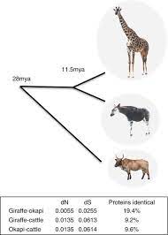 I decided to write about the giraffe, and how it got its long neck. Giraffe Genome Sequence Reveals Clues To Its Unique Morphology And Physiology Nature Communications