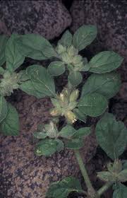 Image result for Glinus lotoides