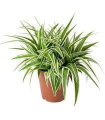 Image result for Chlorophytum pubiflorum