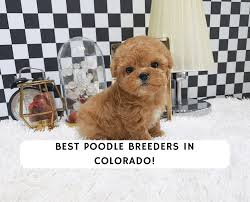 Newfoundland puppies are a delight. 4 Best Poodle Breeders In Colorado 2021 We Love Doodles