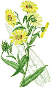 Image result for Panicum graciliflorum