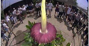 The Largest Flower In The World In Brazil Flowers 3 Days Onceevery 45 Years Weighs 76 Kiloes Corpse Flower Corpse Flower Bloom Stinky Flower