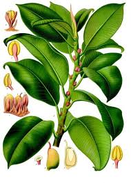 Image result for Ficus scassellatii