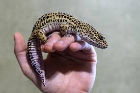 Geico claims express requires the information in our system to directly match the inputs you have entered. 5 Leopard Gecko Handling Tips 1 Thing To Never Do Leopard Gecko Habitat