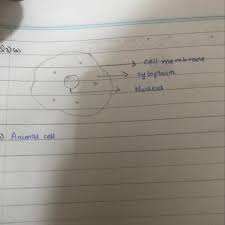 We did not find results for: Is This A Plant Cell Or A Animal Cell Give Three Reasons For Your Answer Brainly In